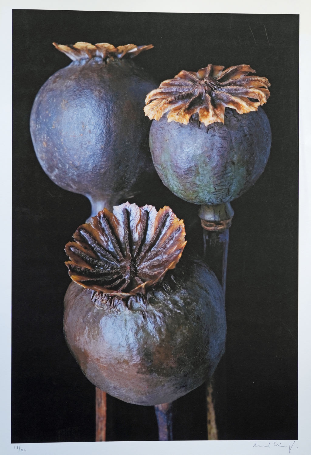 'Vallmokapslar', ett konstverk av Edvard Koinberg