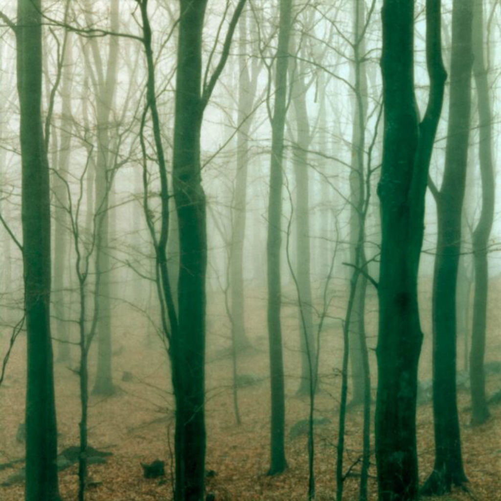 'Fotokonst Dreamvision/The Forest', ett konstverk av Mikael Bertmar