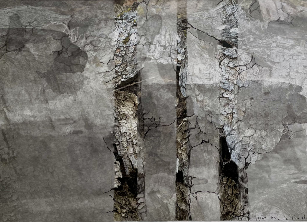 'Tre barkträd', 2024, ett konstverk av Maria Triller