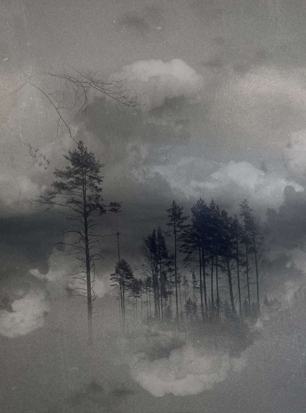 'Drömskog', 2025, ett konstverk av Anna Lundgren